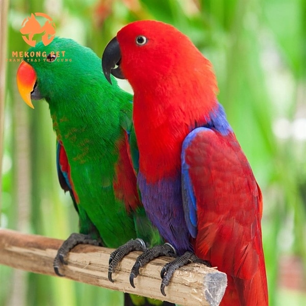 Mua Bán Vẹt Eclectus TPHCM – Địa Chỉ Uy Tín, Giá Tốt